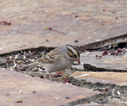 Clay colored Sparrow 7367